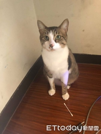 一只猫和一个女人的壁纸 d3832597.jpg