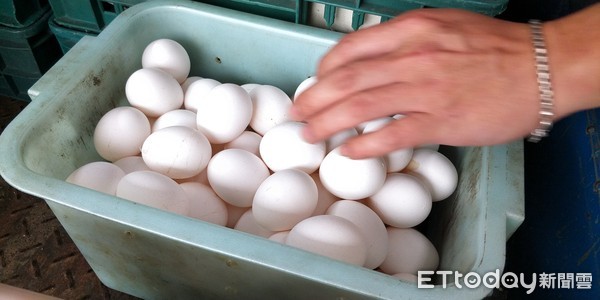 ▲▼蛋商送蛋到早餐店,蛋價高漲,雞蛋缺貨。（圖／記者湯興漢攝）