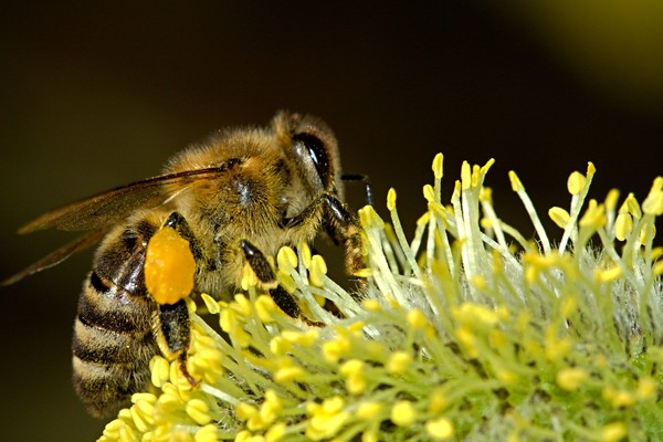 ▲▼蜜蜂。（圖／免費突庫pixabay）