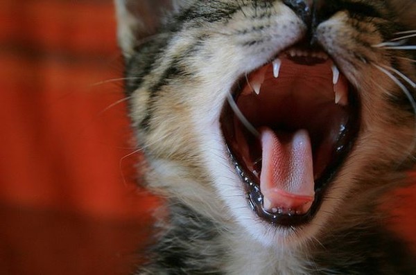 ▲你有撿過貓咪牙齒嗎？這是好運的象徵。（圖／毛起來提供）