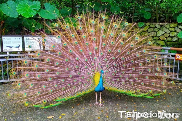 動物園求偶大公開