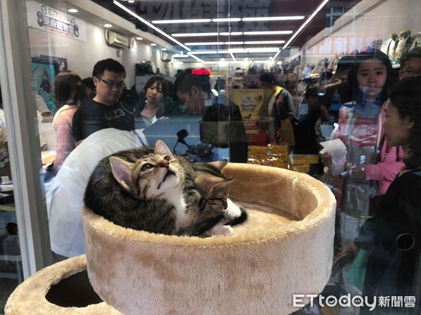 ▲東森寵物雲商店板橋開幕。（圖／記者林韋辰攝）