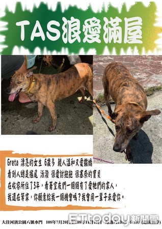 ▲陪伴犬協會舉辦免費訓犬與認養活動。（圖／台北市陪伴犬協會提供）