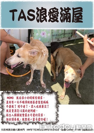 ▲陪伴犬協會舉辦免費訓犬與認養活動。（圖／台北市陪伴犬協會提供）