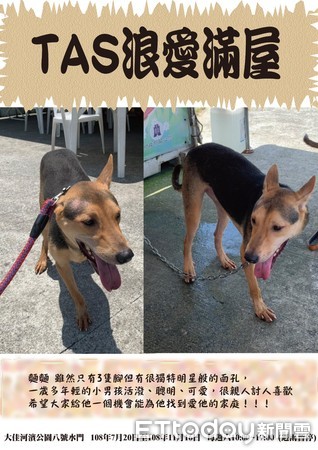 ▲陪伴犬協會舉辦免費訓犬與認養活動。（圖／台北市陪伴犬協會提供）