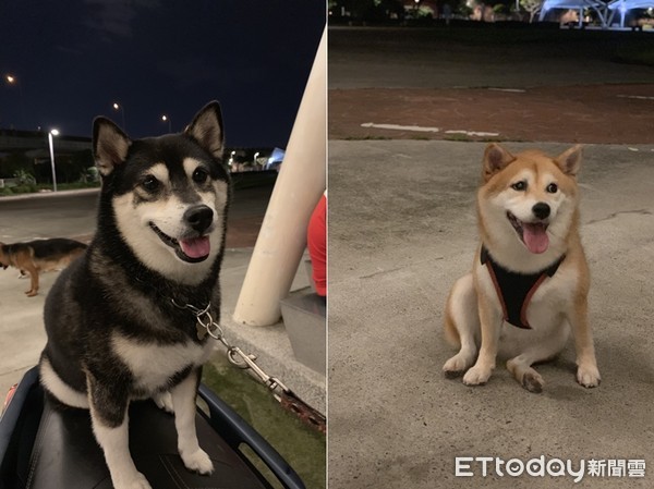 ▲陪伴犬協會舉辦免費訓犬與認養活動。（圖／台北市陪伴犬協會提供）