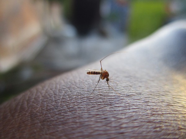 ▲▼蚊子,蚊蟲。（圖／取自Pixabay）