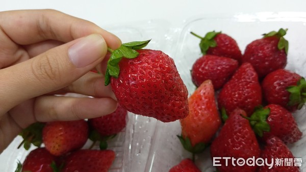 ▲▼草莓,洗草莓,水果。（圖／記者謝承恩攝）