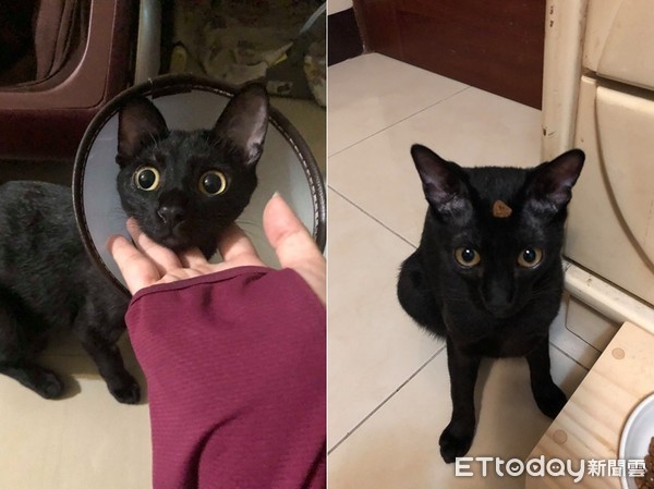 喵喵喵是什么声音 d4526206.jpg