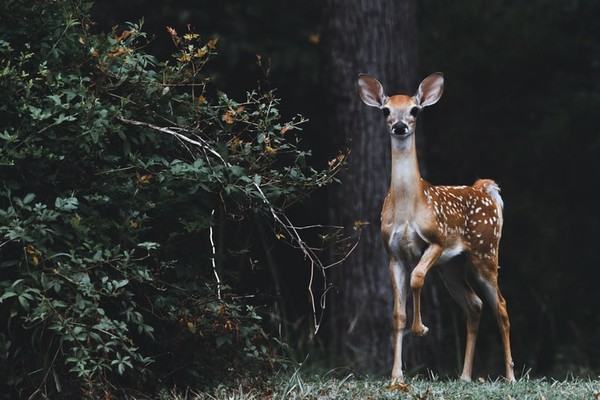 ▲▼野生鹿，鹿，小鹿。（圖／Photo by Scott Carroll on Unsplash）