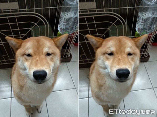 单眼皮老实柴犬被骂「撞脸陈时中」 爸看完笑喷:你是部长养的吗?