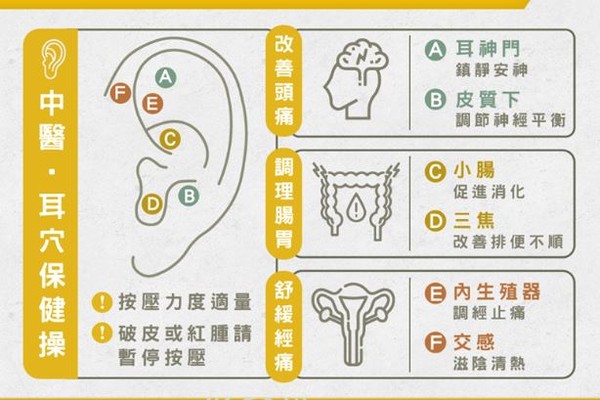▲▼耳朵穴位相當豐富，可以幫助改善不適症狀。（圖／郭大維提供）