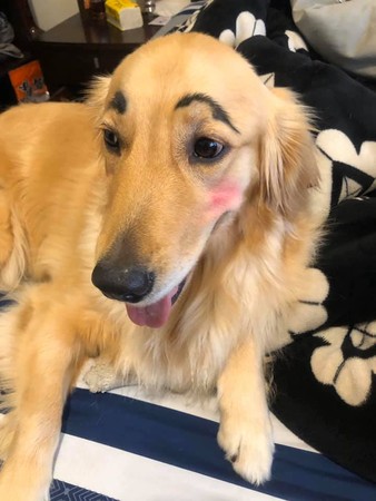 男友传「帮狗化妆照」炫耀 她惊:你拿什麼画.下秒决定煮人肉汤!