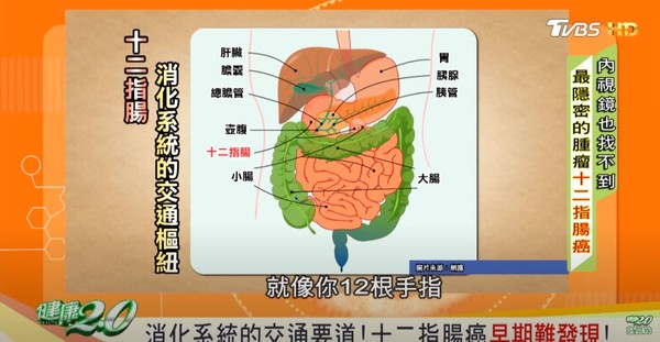 ▲▼腸胃道構造。（圖／截自節目健康2.0）