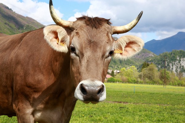 ▲▼牛。（圖／取自免費圖庫pixabay）