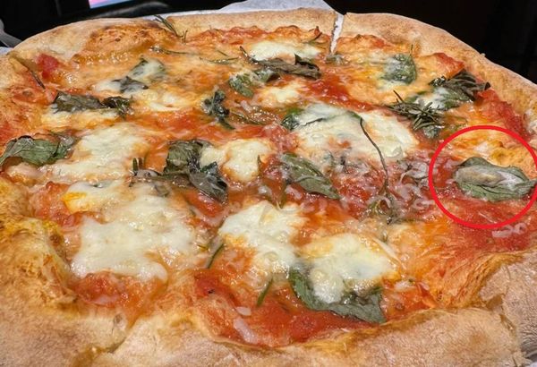 ▲小紐約披薩毛毛蟲。（圖／民眾提供）